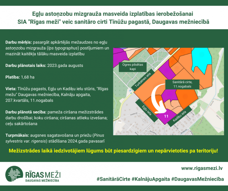 Infografika - Egļu astoņzobu mizgrauža masveida izplatības ierobežošanai SIA "Rīgas meži" veic sanitāro cirti Tīnūžu pagastā, Daugavas mežniecībā