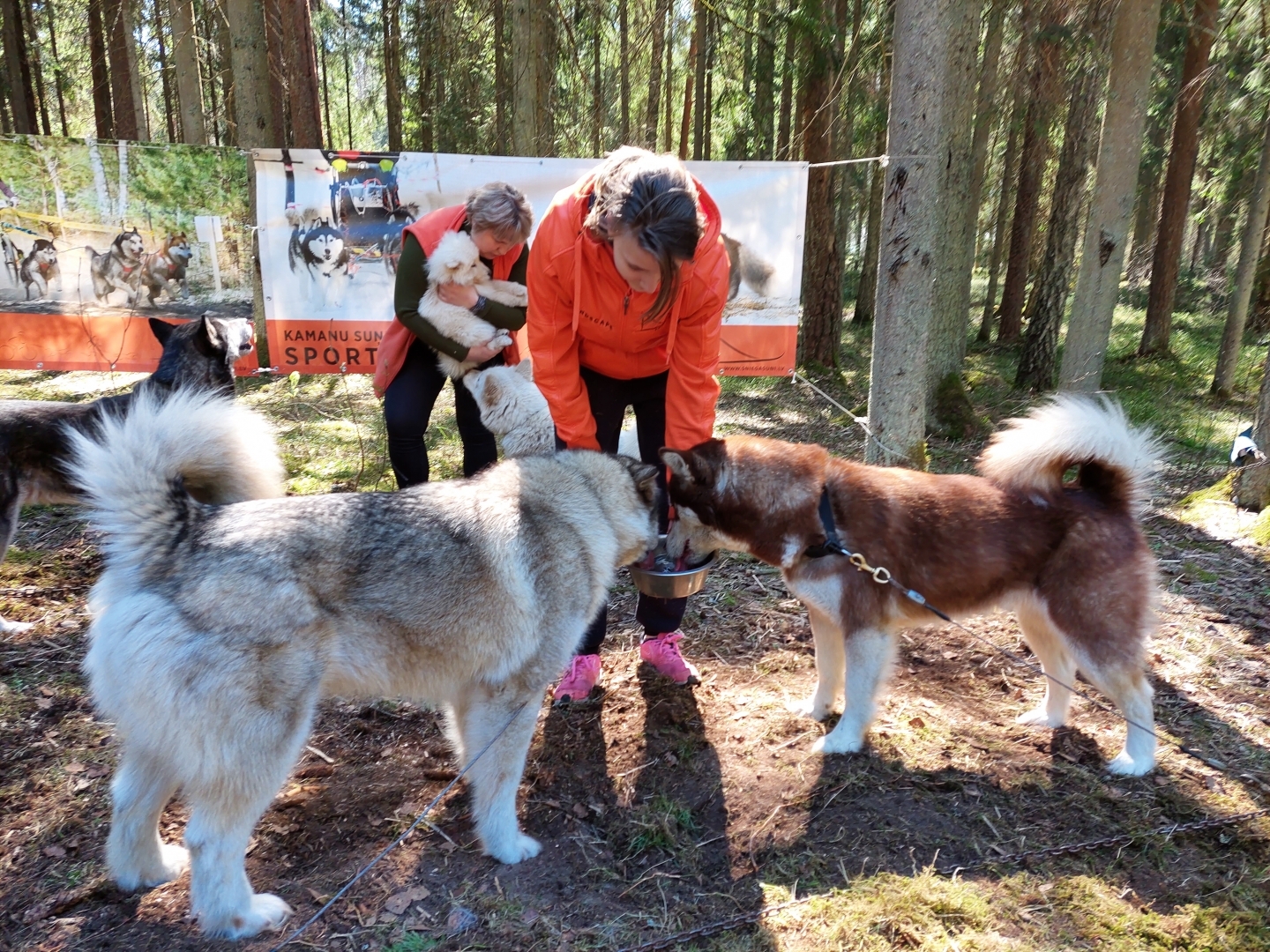 Pasākums "Mežs - veselībai" (22.04.2023) Sniega suņi