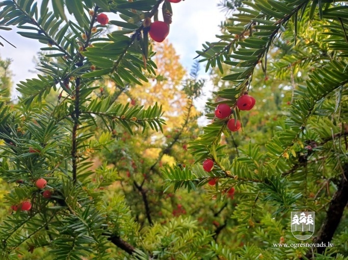 Pašvaldības darbinieki piedalās labiekārtošanas darbos Špakovska parkā